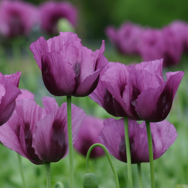 PAPAVER HUNGARIAN BLUE
