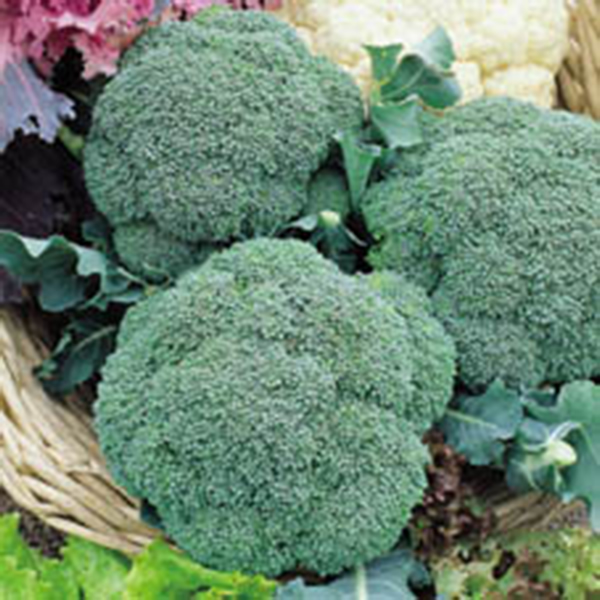 BROCCOLI MONCLANO F1