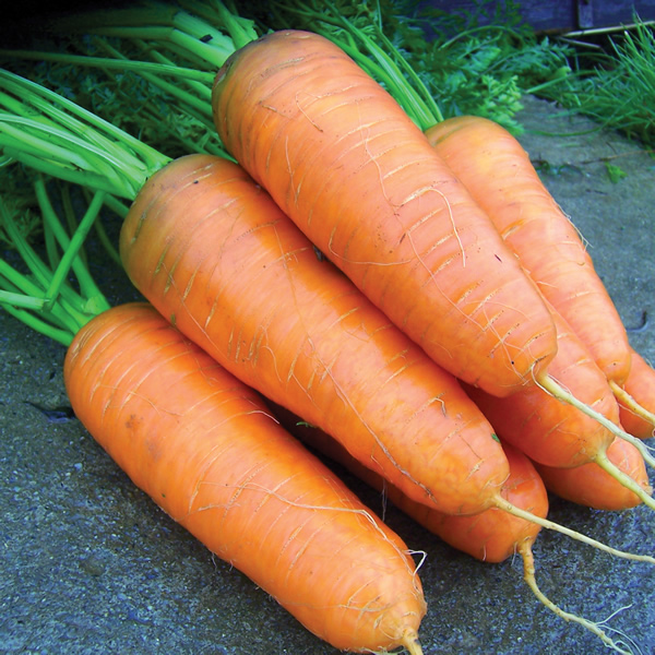 CARROT KATRIN