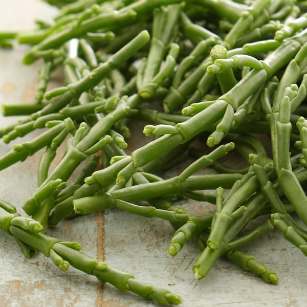 MARSH SAMPHIRE