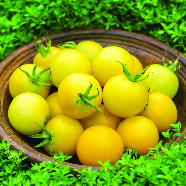 TOMATO HONEY DELIGHT
