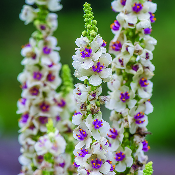 VERBASCUM SNOWY SPIRES
