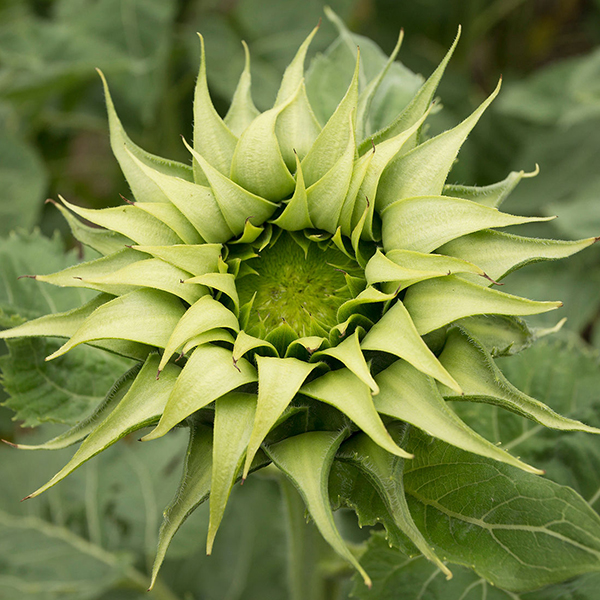 HELIANTHUS SUN FILL GREEN F1