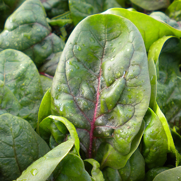 SPINACH RUBINO F1