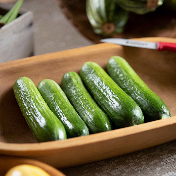CUCUMBER PICOLINO F1