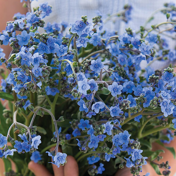 CYNOGLOSSUM CHINESE FORGET ME NOT