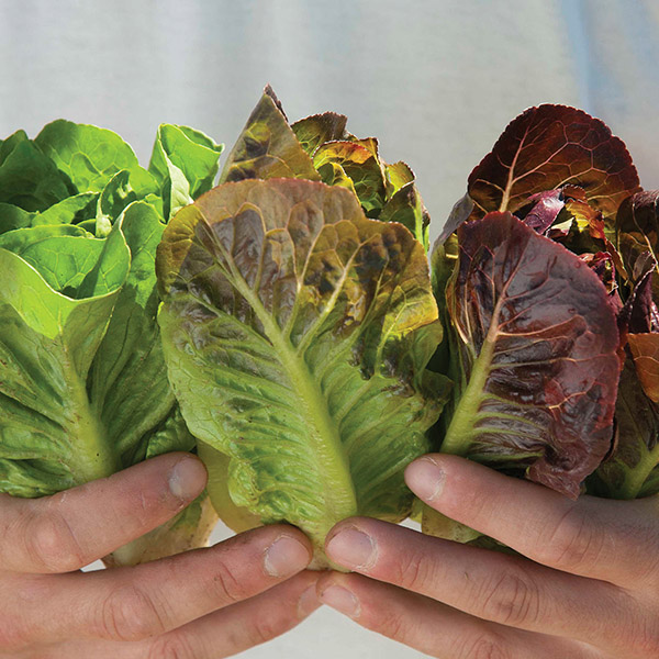 LETTUCE MINI ROMAINE MIXED
