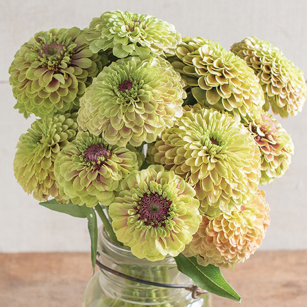 ZINNIA QUEEN LIME BLUSH