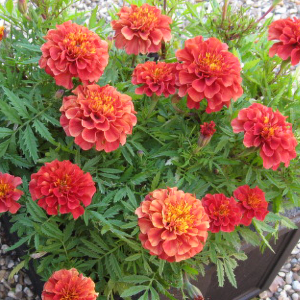 MARIGOLD STRAWBERRY BLONDE