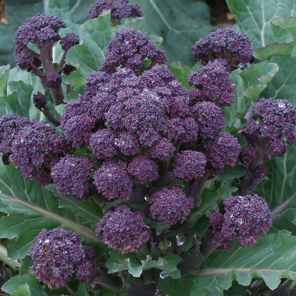 BROCCOLI RED FIRE F1