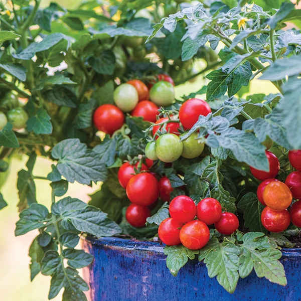 TOMATO VERANDA RED