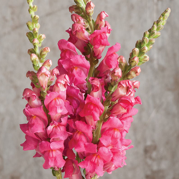 ANTIRRHINUM POTOMAC CHERRY ROSE F1