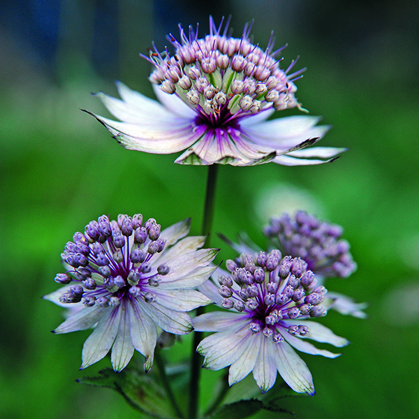 ASTRANTIA MAJOR