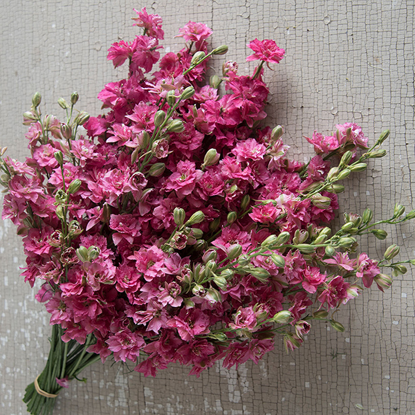 LARKSPUR CARMINE ROSE