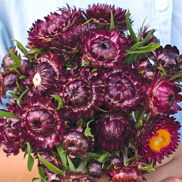 HELICHRYSUM DRAGON FIRE
