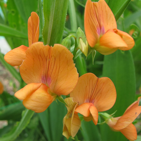 LATHYRUS MRS R. PENNEY
