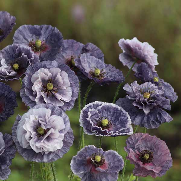 PAPAVER AMAZING GREY
