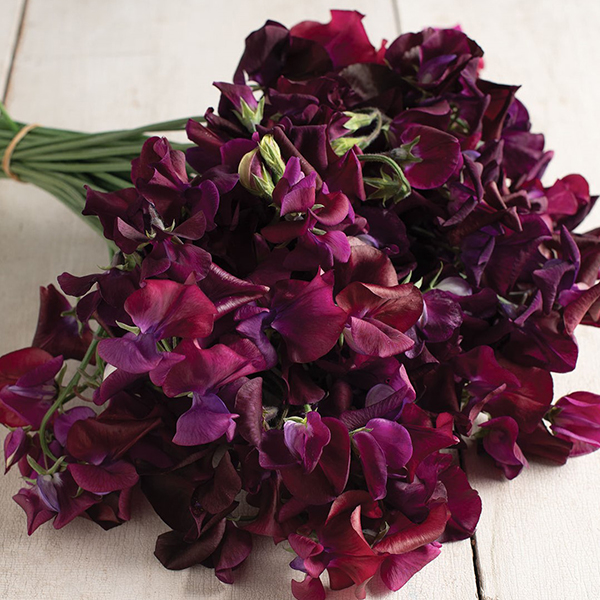SWEET PEA MIDNIGHT