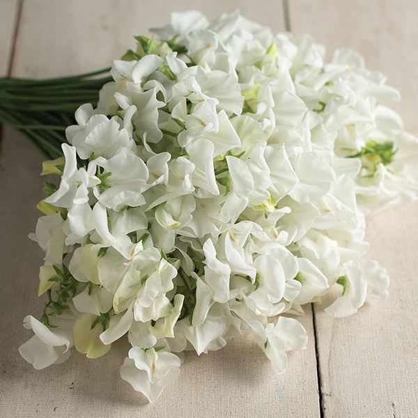 SWEET PEA ROYAL WEDDING