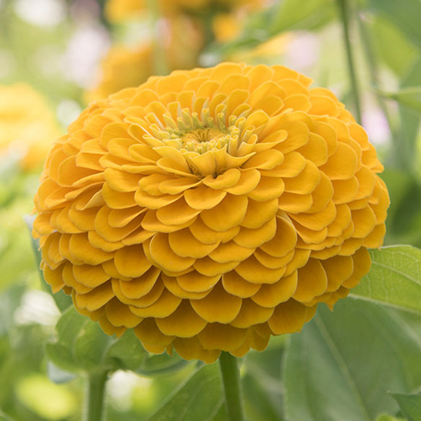 ZINNIA FLORIST GOLDEN YELLOW F1