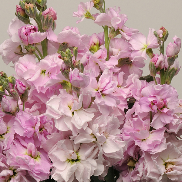 STOCKS CHERRY BLOSSOM PUNCH
