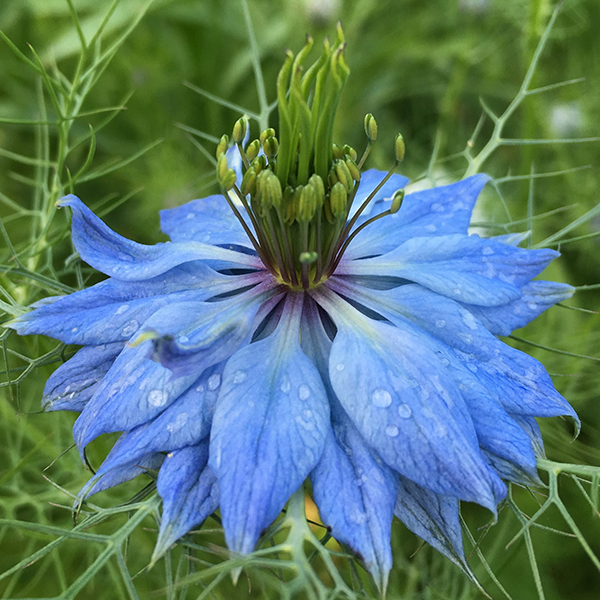 NIGELLA MISS JEKYLL LIGHT BLUE