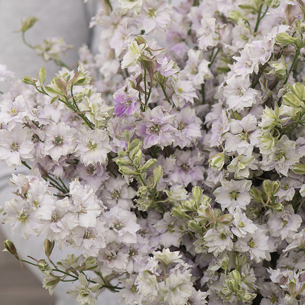 LARKSPUR SMOKEY EYES