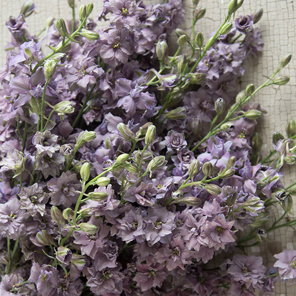 LARKSPUR MISTY LAVENDER