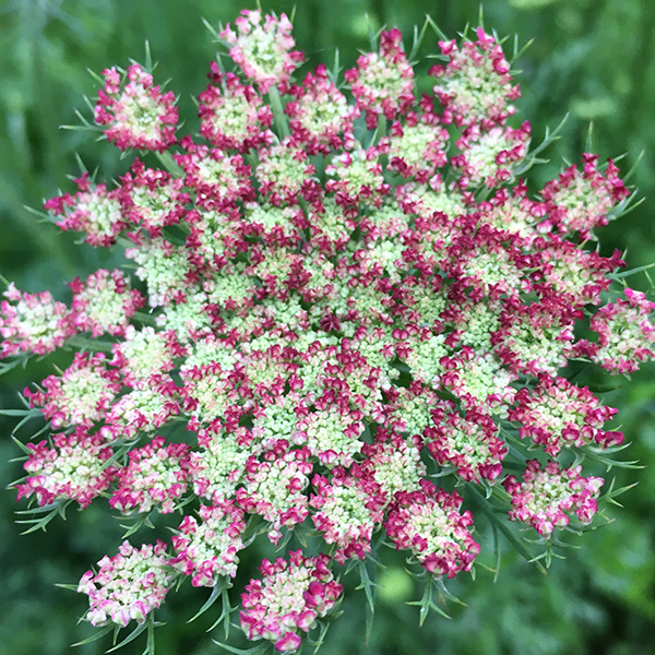 DAUCUS CAROTA DARA