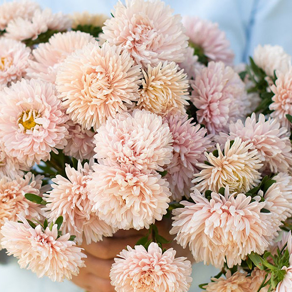 ASTER APRICOT DREAM