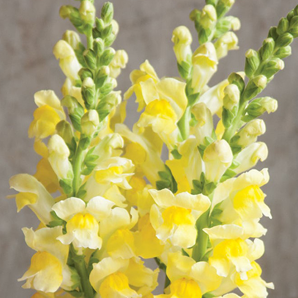 ANTIRRHINUM POTOMAC YELLOW F1