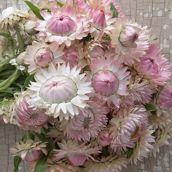 HELICHRYSUM SILVERY ROSE