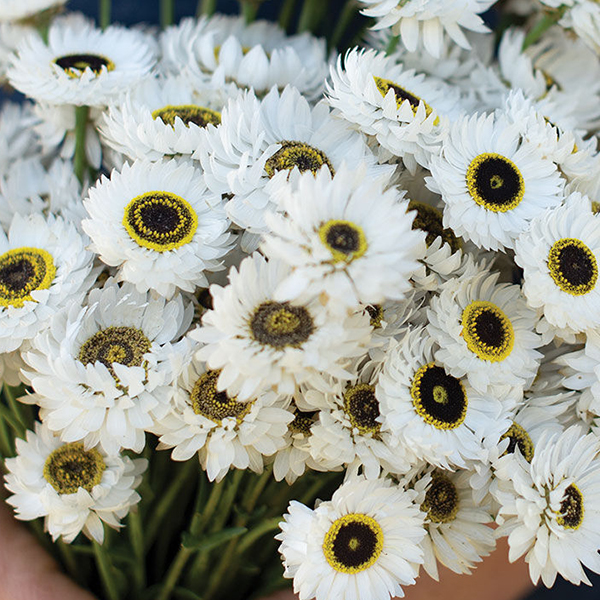 HELIPTERUM PIERROT WHITE