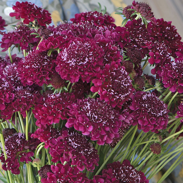 SCABIOSA MERLOT RED