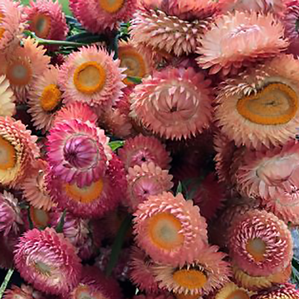 HELICHRYSUM APRICOT PEACH MIXED