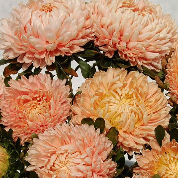 ASTER FLAMINGO AT SUNSET