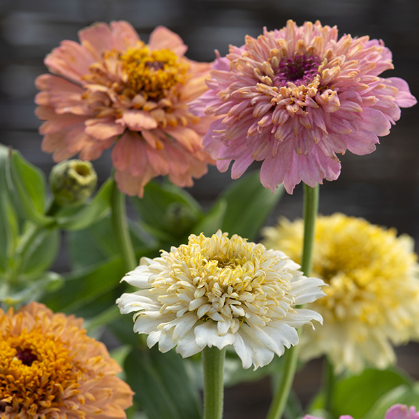 ZINNIA PEACHES & CREAM