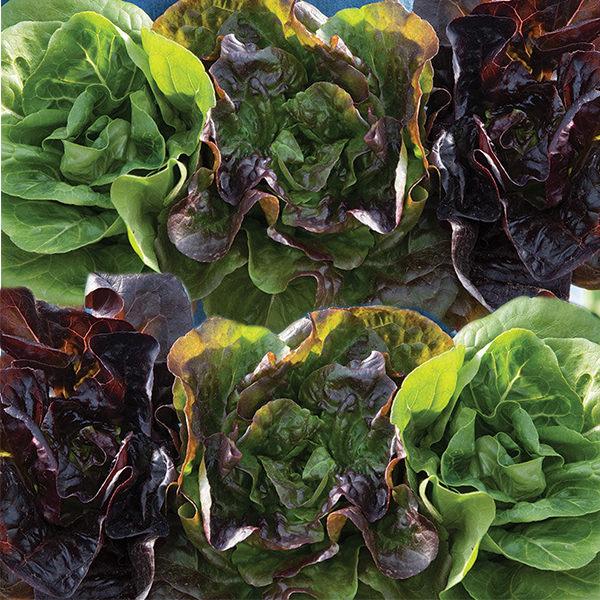 LETTUCE MINI GEM MIXED