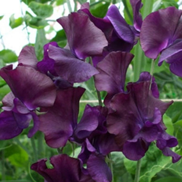 SWEET PEA JUST JENNY