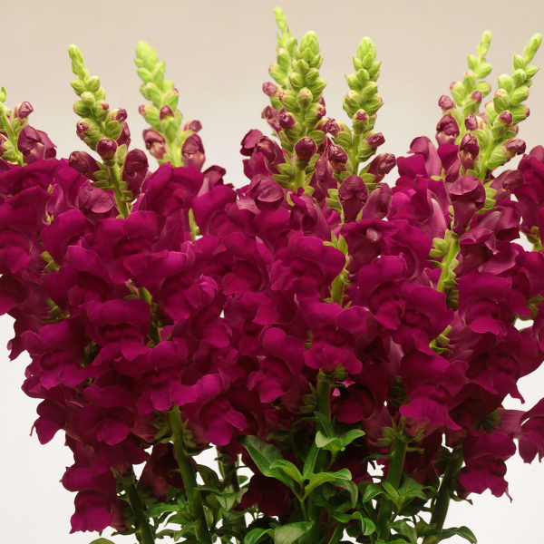 ANTIRRHINUM POTOMAC CRIMSON F1
