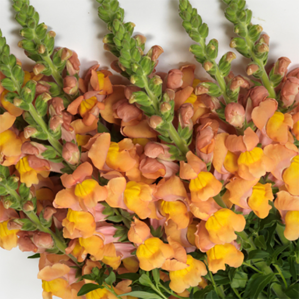 ANTIRRHINUM POTOMAC ORANGE F1