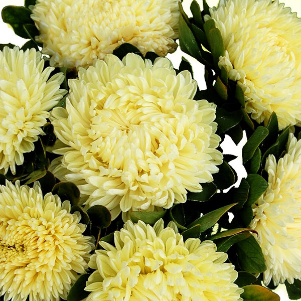 ASTER LIMONCELLO