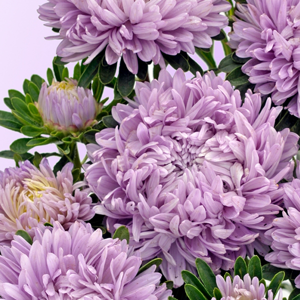 ASTER LILAC MIST