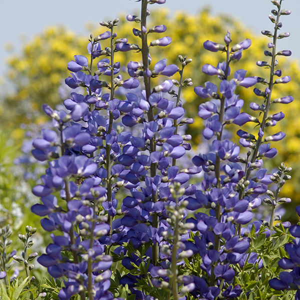 BAPTISIA AUSTRALIS