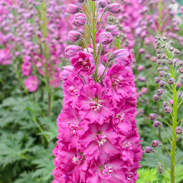 DELPHINIUM PINK PUNCH