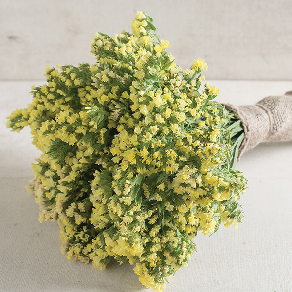 LIMONIUM SEEKER LEMON