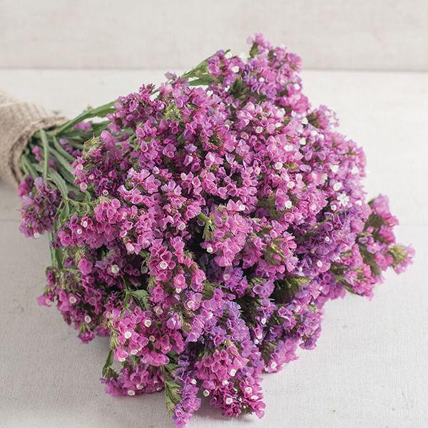 LIMONIUM SEEKER ROSE SHADES
