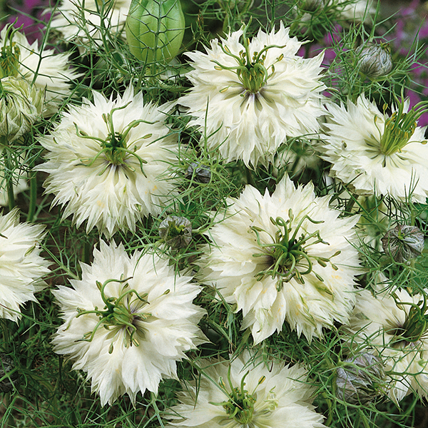 NIGELLA MISS JEKYLL WHITE