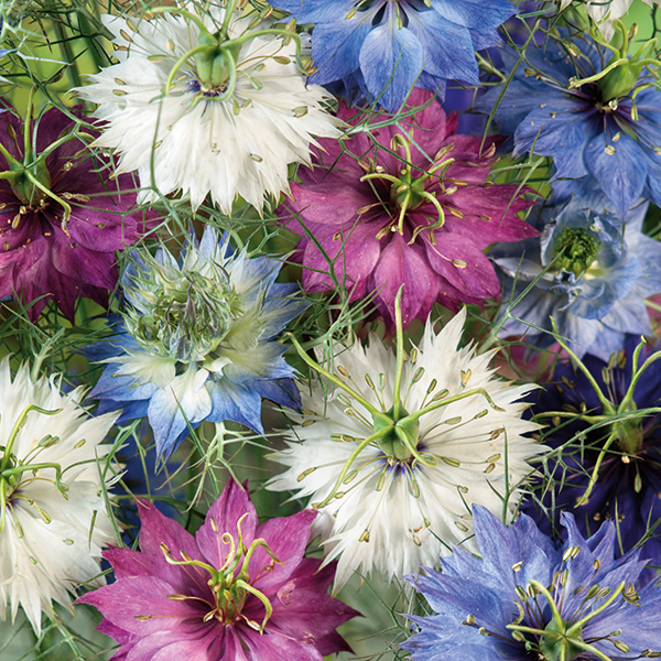 NIGELLA PERSIAN JEWELS