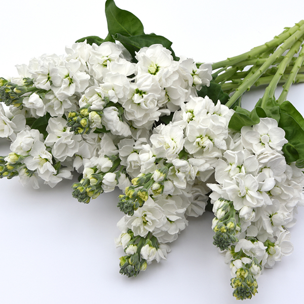 STOCKS TOSCA WHITE